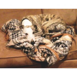 Where's Laszlo? Collage